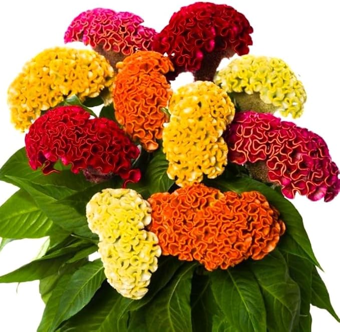 Seeds Cockscomb Coral Garden Dwarf Mix 200+ Seeds Brain Celosia Cristata Crested Cockscomb