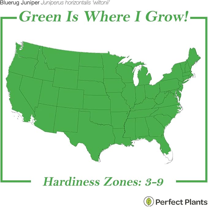 Perfect Plants Blue Rug Juniper Shrub 1 Gallon | Live Outdoor Plant | Good for Vines or Groundcover | Evergreen Foliage All Year
