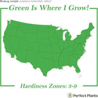 Perfect Plants Blue Rug Juniper Shrub 1 Gallon | Live Outdoor Plant | Good for Vines or Groundcover | Evergreen Foliage All Year