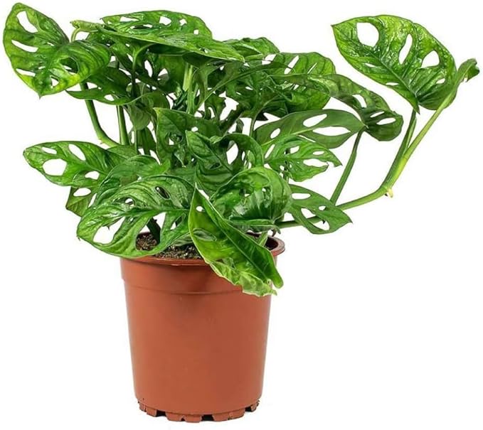 American Plant Exchange Monstera Adansonii 6-Inch – Live Swiss Cheese Vine Plant, Easy-Care Trailing Houseplant, Low-Maintenance Air-Purifying Greenery for Home, Office & Garden Décor