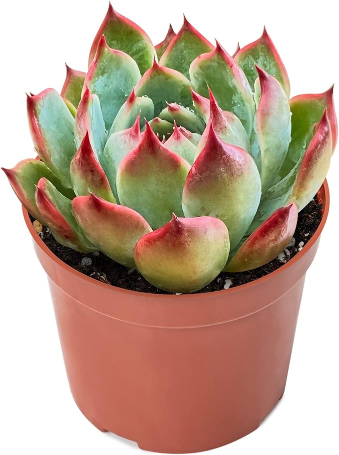 Sprout N Green Echeveria Chihuahuaensis, Mini Live Succulent Fully Rooted in 4 inch Starter Pot, House Plant for Indoor Outdoor Home Office Wedding Decoration Party Favor