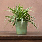 RedCrocus Spider Plant- Chlorophytum comosum Indoor Houseplant, Low Maintenance, Air Purifying, Pet-Safe Variegated Green & White Foliage, Perfect for Office or Home Decor 8" Hanging Baske