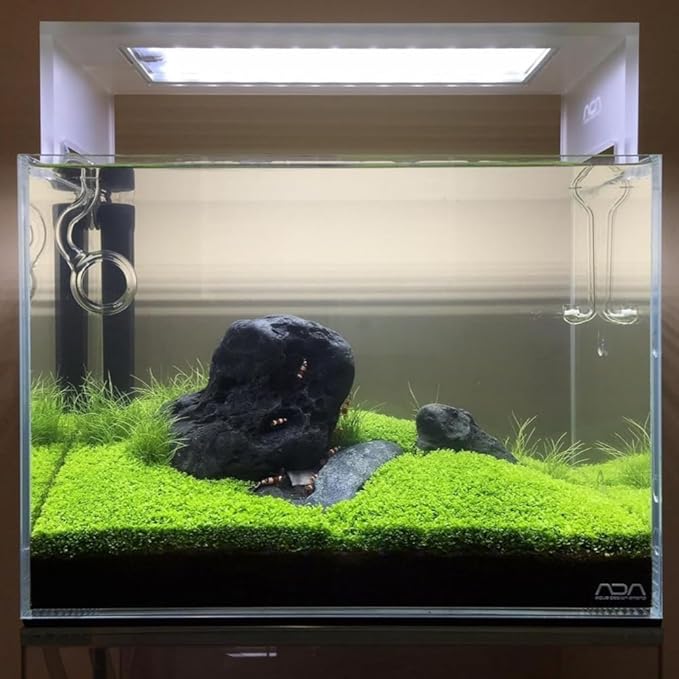 Freshwater Aquarium Decor, Easy Growing Dwarf Carpet for Fish Tank/Terrarium, Natural Aquatic Plant Growth Material – 1 Pack (Small Leaf)