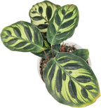 Calathea Makoyana Peacock (4'' Grower Pot) - Air Purifying and Live Healthy Houseplant - Easy to Grow, Easy to Care Indoor Houseplant