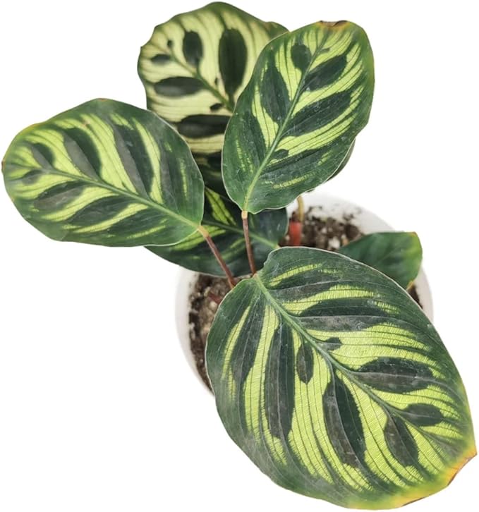 Calathea Makoyana Peacock (4'' Grower Pot) - Air Purifying and Live Healthy Houseplant - Easy to Grow, Easy to Care Indoor Houseplant