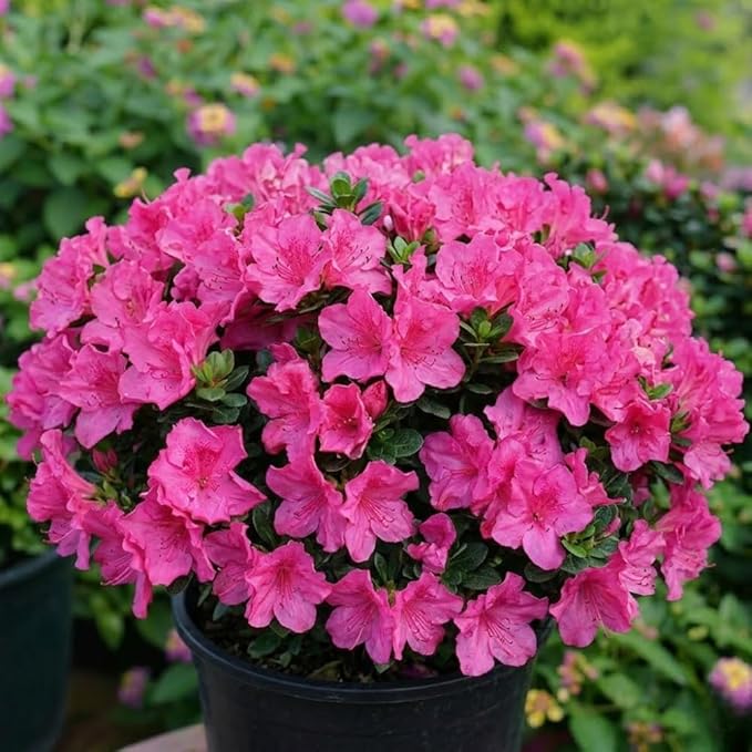 Azalea Live Plant, Live Azalea Plants, Flowering Shrub with Vibrant Red Blooms, 4-7 Inches Tall in 4 Inch Pot (Pink)