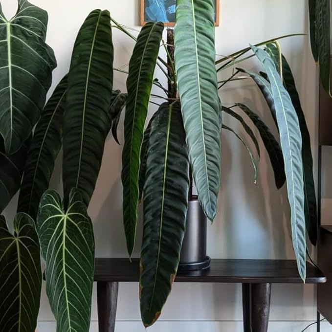 Melanochrysum Philodendron Plant Live, Rare Tropical Variegated Live Indoor Houseplant, Starter Plants No Pot, 5-9" in Tall