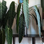 Melanochrysum Philodendron Plant Live Indoor, 5-9" No Pot, Tropical House Plant for Indoor, 5-9" No Pot Home Décor Houseplants