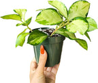 Hoya Australis 'Lisa' - Live Variegated Wax Plant | Easy Care, Fast Growing Houseplant | Perfect for Indoor Decor | CA Seller (3-4 Plants/Stems, 4.5" Pot)