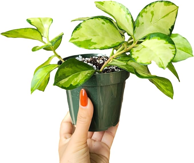 Hoya Australis 'Lisa' - Live Variegated Wax Plant | Easy Care, Fast Growing Houseplant | Perfect for Indoor Decor | CA Seller (Multiple Plants, 6" Pot)