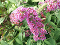 Greenwood Nursery: Live Shrub Plants - 'Bicolor' Butterfly Bush + Buddleja/Buddleia x Weyeriana - [Qty: 3X Pint Pots] - (Click for Other Available Plants/Quantities)