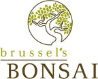 Brussel's Bonsai - Live Golden Gate Ficus Bonsai Tree in Ceramic Bonsai Pot, Indoor Bonsai Plant, 10 Years Old, 16-20 Inches Tall, Easy Care Houseplant for Home or Office (Large, Green)