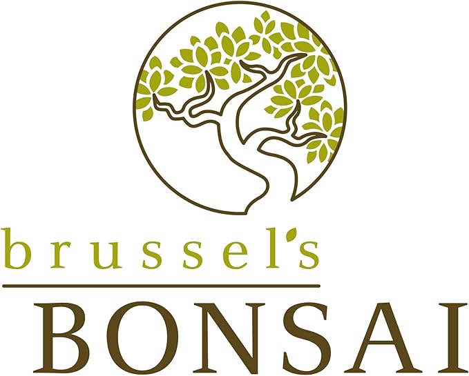 Brussel's Bonsai - Live Golden Gate Ficus Bonsai Tree Kit with Ceramic Bonsai Pot & Bonsai Soil, Indoor Bonsai Plant Starter Kit, Easy Care Houseplant for Home or Office (Medium)