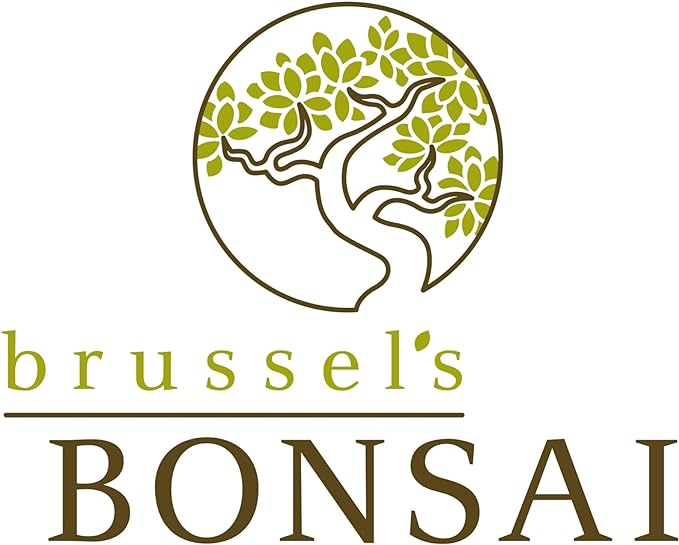 Brussel's Bonsai Live Hawaiian Umbrella Bonsai Tree - Small, 3 Year, 4 to 7 Inches Tall - Indoor Bonsai Tree with Grower Bonsai Pot