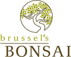 Brussel's Bonsai Live Hawaiian Umbrella Bonsai Tree - Small, 3 Year, 4 to 7 Inches Tall - Indoor Bonsai Tree with Grower Bonsai Pot