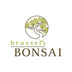 Brussel's Bonsai - Live Dwarf Jade Bonsai Tree in a Ceramic Bonsai Pot, Indoor Succulent Houseplant, 6 Years Old, 10-14 Inches Tall, Easy Care Plant for Home or Office (Large, Green)