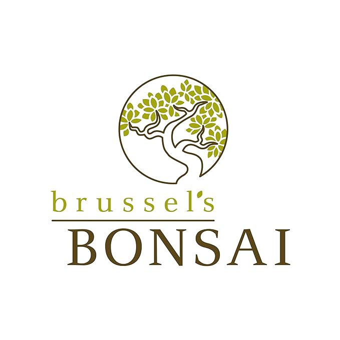 Brussel's Bonsai - Live Dwarf Jade Bonsai Tree in a Ceramic Bonsai Pot, Indoor Succulent Houseplant, 6 Years Old, 10-14 Inches Tall, Easy Care Plant for Home or Office (Large, Green)