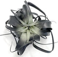 XL Xerographica Colored Air Plant, Live Tillandsia House Plant, Easy Care Indoor Outdoor, Great Gift, Healthy Arrival Guaranteed (Black)