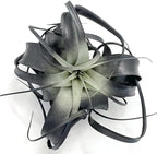 XL Xerographica Colored Air Plant, Live Tillandsia House Plant, Easy Care Indoor Outdoor, Great Gift, Healthy Arrival Guaranteed (Black)