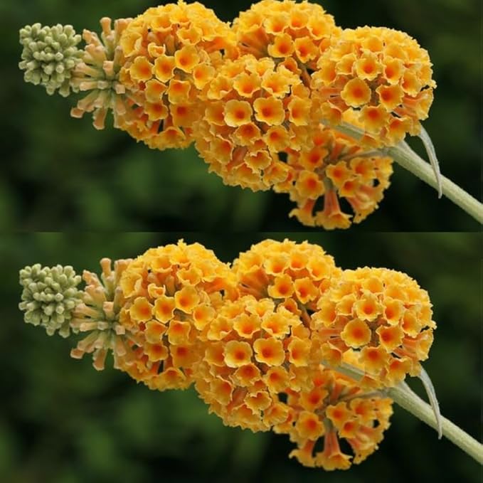 Yellow Orange Butterfly Bush Live Shrub Plant Shrub, Buddleia Bush Well Rooted, 5 to 10 Inc Tall