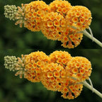 Yellow Orange Butterfly Bush Live Shrub Plant Shrub, Buddleia Bush Well Rooted, 5 to 10 Inc Tall