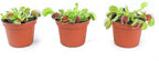 Altman Plants Live Venus Fly Traps Carnivorous Plants (3PK), Live Plants & Indoor Plants for Kids, Live Venus Fly Trap Plant Terrarium Plant Trio in Adult Venus Fly Trap Soil & Carnivorous Plant Soil