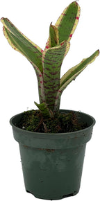 ragnaroc Live Plants – Bromeliad Neoregelia Gizmo, 4-8" in 3" Pot - 1ct - Live Arrival Guaranteed - House Plants for Home Decor & Gift