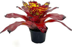 ragnaroc Live Plants - Bromeliad Neoregelia 'Green Eye', 16" Wide and 12" Tall in 6" Pot - 1ct - Live Arrival Guaranteed - House Plants for Home Decor & Gift