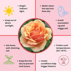 Rose Live Plant, Roses Flower Plant, Fragrant Flower for Planting, 4-6 Inches Tall, Bush Shrub Plants, Well Rooted, Ready to Grow (Orange Rose)