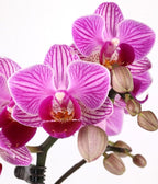 From You Flowers - Graceful Mini Orchid for Birthday, Anniversary, Get Well or Celebration