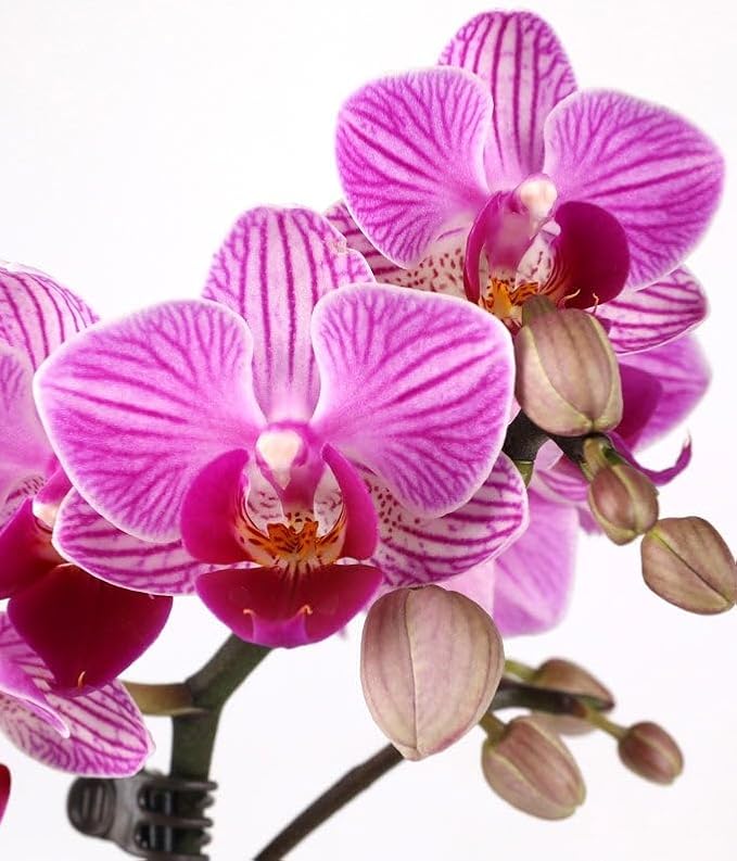 From You Flowers - Graceful Mini Orchid for Birthday, Anniversary, Get Well or Celebration