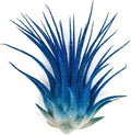Rainbow Tillandsia Air Plant, Tillandsia Air Plant, Airplant, Air Purification, House Plant, Home Decor & Gift, Live Plant, Healthy Arrival Guarantee (Blue Glitter)