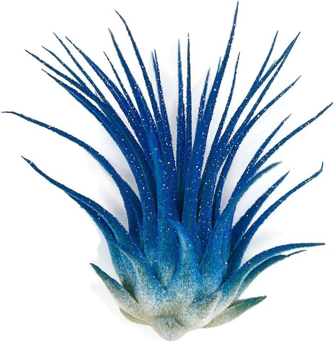 Rainbow Tillandsia Air Plant, Tillandsia Air Plant, Airplant, Air Purification, House Plant, Home Decor & Gift, Live Plant, Healthy Arrival Guarantee (Blue Glitter)