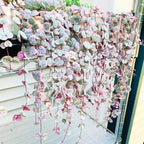 Ceropegia Woodii Variegated String of Hearts Live Plant, Rare Succulent Houseplant Indoor Home Decoration