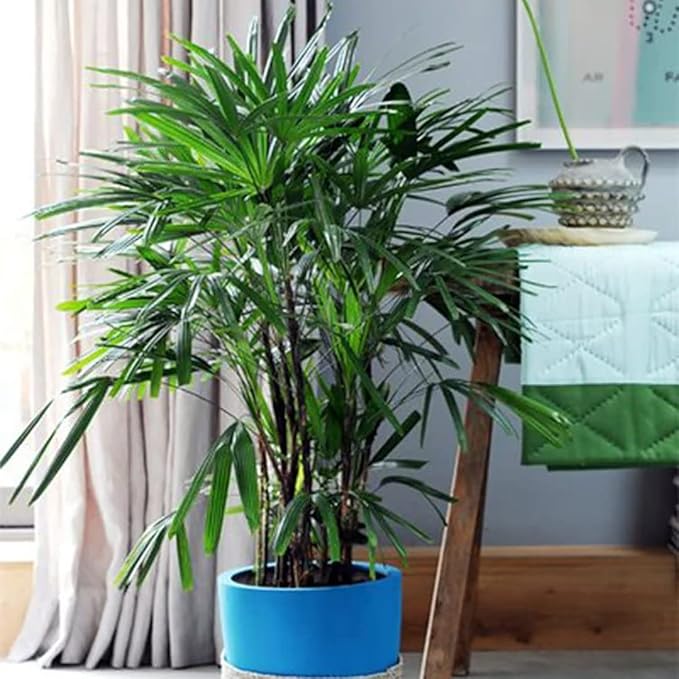 American Plant Exchange Lady Palm – 10-Inch Pot – Live Easy Care Indoor Houseplant, Air-Purifying, Low-Light Tropical Palm for Home, Office, Apartment, and Indoor Décor