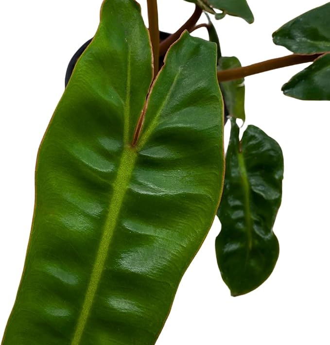 BubbleBlooms Philodendron Billietiae in a 4 inch Pot Very Rare Philo Washboard Abs Plant