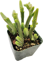 Live Succulent Cactus Plants (2" Pot Crassula Pyramidalis)