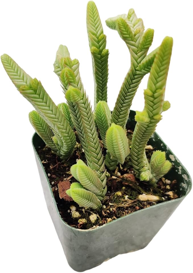 Live Succulent Cactus Plants (2" Pot Crassula Pyramidalis)