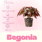 Begonia Live Plant, Begonias Live Plant, Rare Begonias Plants, 5-7 Inches in Height for Indoor Houseplant (Pink Leaf with White Spots Begonia)