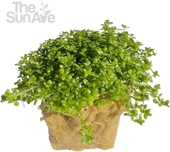Dwarf Baby Tears Hemianthus Callitrichoides HC Live Aquarium Plants Freshwater Fish Tank