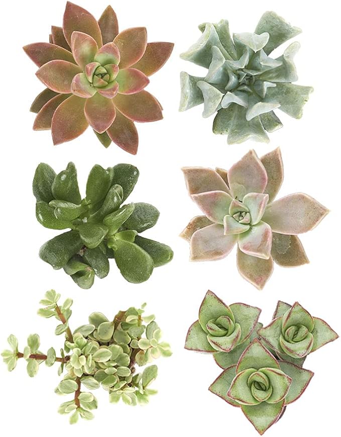 Shop Succulents | Unique Collection of Live Succulent Plants, Hand Selected Variety Pack of Mini Succulents | Collection of 12 (Pack of 2)