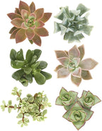 Shop Succulents | Unique Collection of Live Succulent Plants, Hand Selected Variety Pack of Mini Succulents | Collection of 12