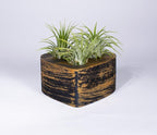 Air Plants - Tillandsia Ionantha - Organically Enhanced Color - Live Arrival Guaranteed - House Plants for Home Decor & Gift (Black Gold - Green)