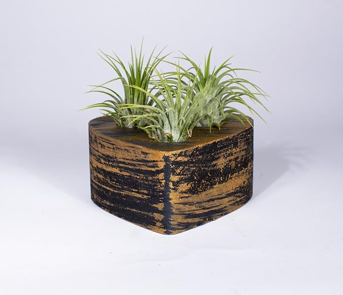 Air Plants - Tillandsia Ionantha - Organically Enhanced Color - Live Arrival Guaranteed - House Plants for Home Decor & Gift (Black Gold - Green)