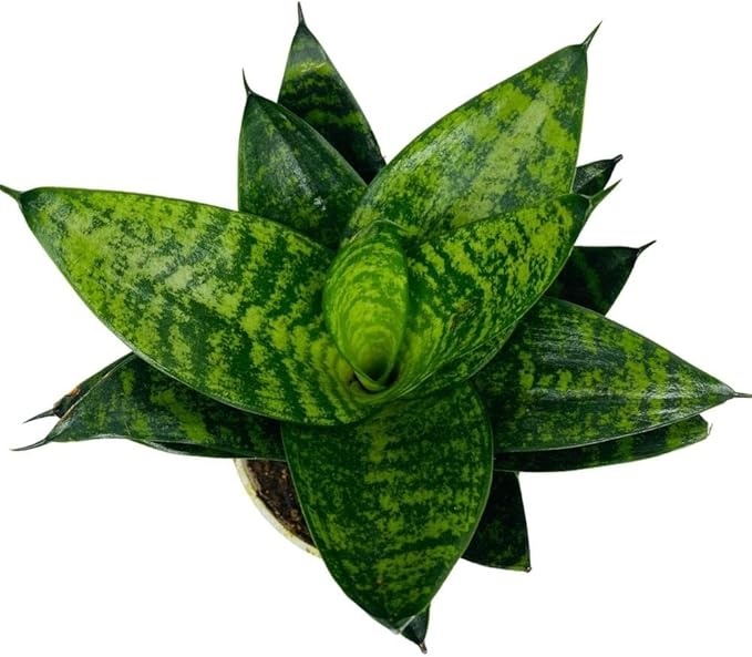 Snake Plant, Sansevieria, Live Indoor Plant, Easy Care, Air Purifying Plant, 4 inch Pot (Foreset Star)