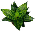 Snake Plant, Sansevieria, Live Indoor Plant, Easy Care, Air Purifying Plant, 4 inch Pot (Foreset Star)