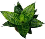Snake Plant, Sansevieria, Live Indoor Plant, Easy Care, Air Purifying Plant, 4 inch Pot (Foreset Star)