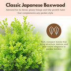 MyShelfie - Bonsai Starter Tree Plant Gift, Japanese Boxwood Topiary Evergreen Shrub Hedge, 2 in Pot