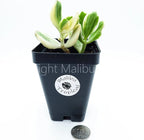 Variegated Jade Ovata Succulent Plant - Live House Plant in Mini Pot (Ships from Malibu Tropical Nursery in California) White-Green