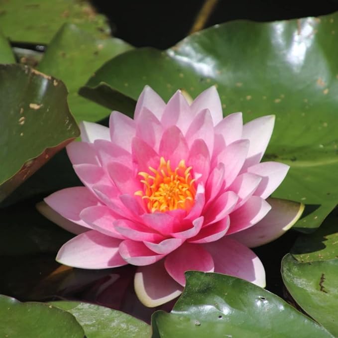 Mainam Pink Nymphaea Fabiola Live Aquarium Plant Hardy Water Lilies Tuber for Freshwater Fish Pond Balcony